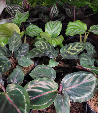 Grower's Choice Calathea